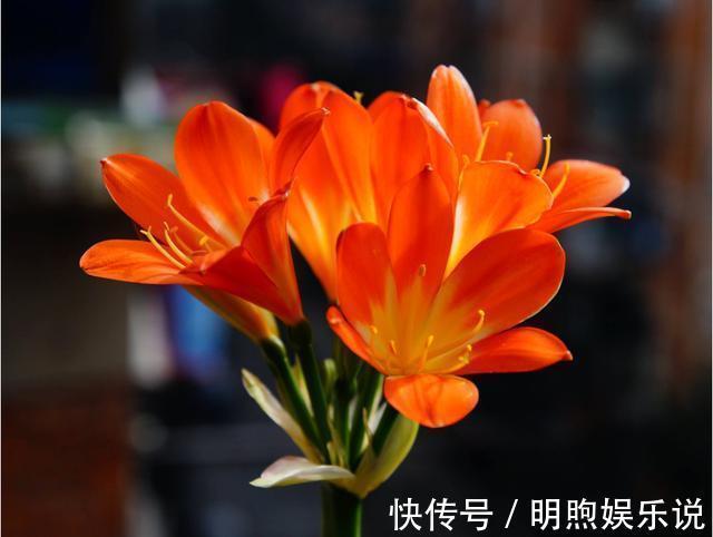 植物|家里养这几款植物,开花四季如春,不用费心,漂亮又好闻