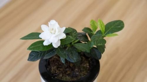 大爷种栀子花,从不施肥,一些“垃圾”全扔盆里,最后花开十几朵