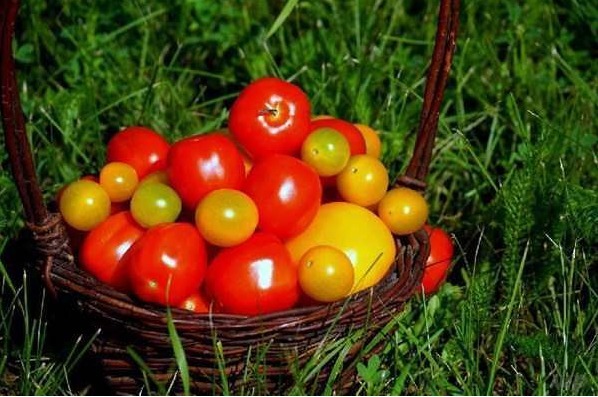 油菜|想长寿全靠吃,四种食物换着来,排毒养颜,提高免疫力!