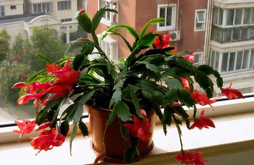 4样“天然杀虫剂”，家家户户都有，春夏拿来养花植物少遭殃