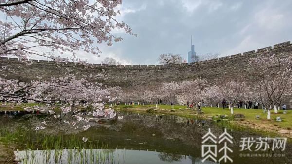 好樱知时节 当春乃发声玄武湖樱花节邀您