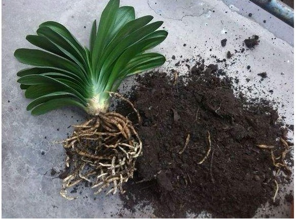 花盆里加点它,盆栽20年不烂根,叶绿花艳根肥壮,不用上肥料