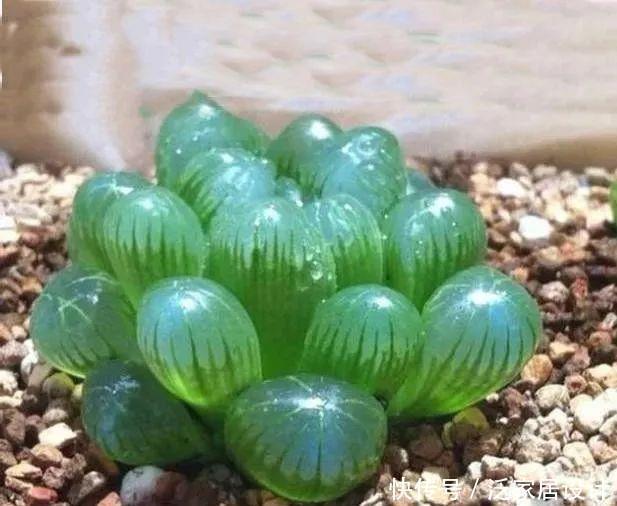 植物|8款颜值奇高的多肉植物,第4盆最好养,第5盆好多人见了就想掐