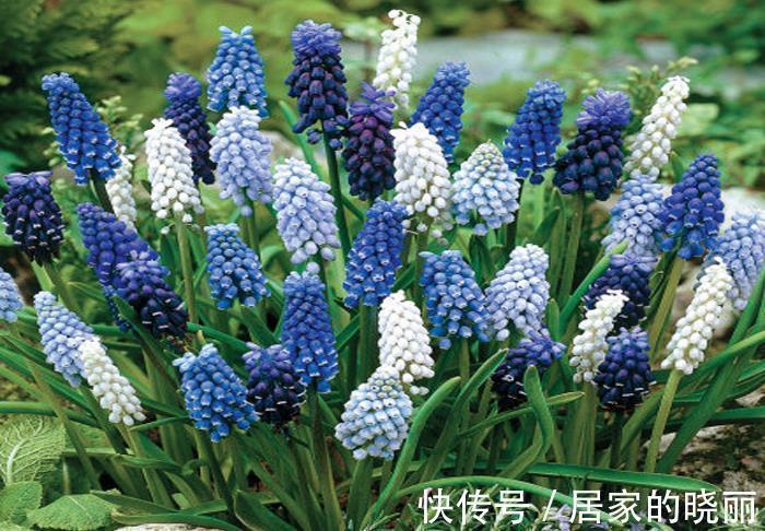 养花试试这几款,不仅花好看,叶片也很清新,而且它很耐阴