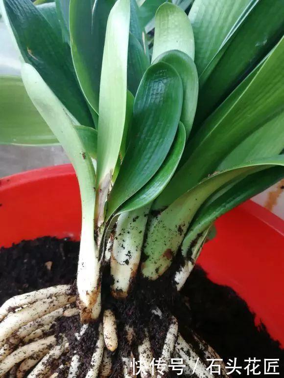 蚯蚓|养20年的君子兰,长得就像“大白菜”,一盆就能长8根花箭