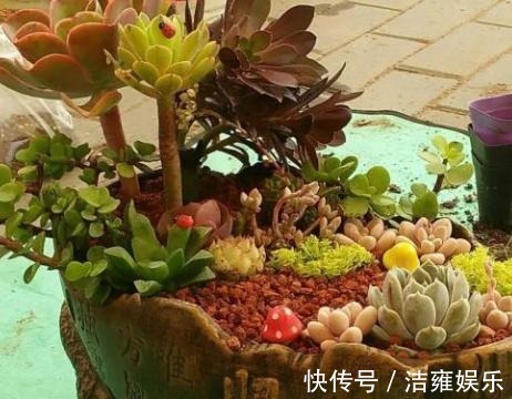 花盆|多肉变老桩,选盆不能凑合,用大盆效果差,教你不用颗粒土养好
