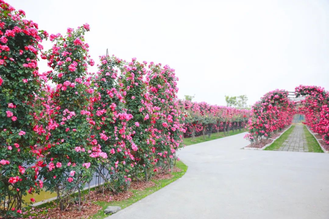 五一节！椒江“公主湾”千亩花海“出道”，随手一拍即大片