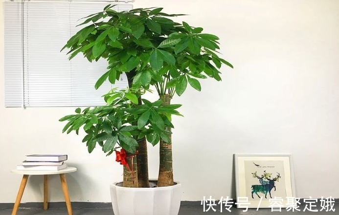 金钱树|这三种花草不适合在阳台养,它们惧怕阳光,可千万别大意了