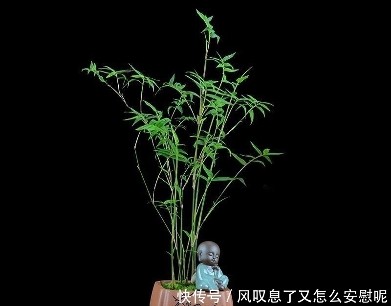 花盆|没有院子养不了竹子错，这种竹子养在桌上，比花还好看