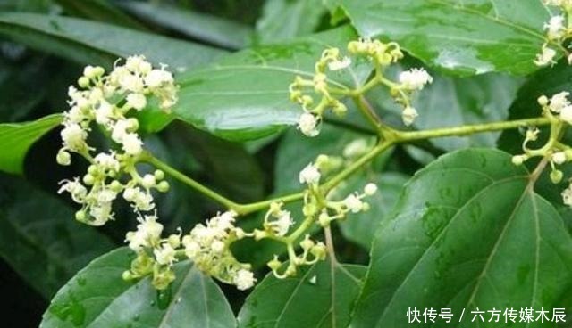 树种|枳椇是一种什么样的树种