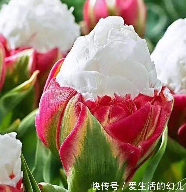 小院|家里小院种这些花卉,开花美得不像话,四季开花不停,花朵灵动美