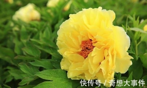 栽培|都知道牡丹是“花王”,却不一定知道谁是“花相”?值得了解一下