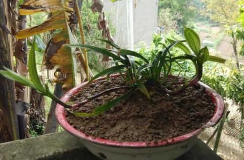 才能|养花烂根,别总怪浇水多,土里掺上它才能“治本”