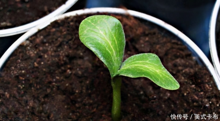 松针|此种养花土养啥旺啥,该怎么制作?混入它们,营养更全面