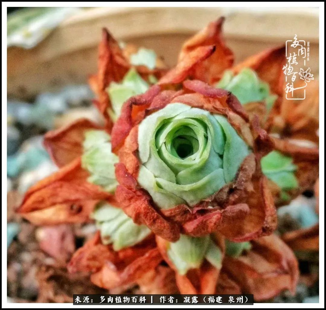 喜欢养肉，喜欢赏肉，更喜欢拍，如此怎能不掉肉坑