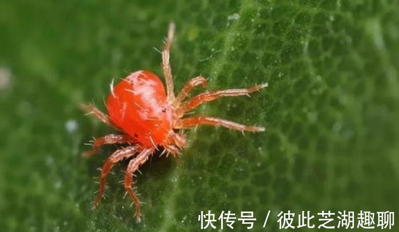 栀子花没叶子了还能活吗