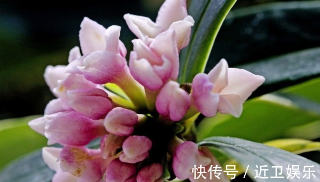 点状腺|此几种盆栽,超级好养,花色漂亮,花香四溢,养护简单,花香爆盆