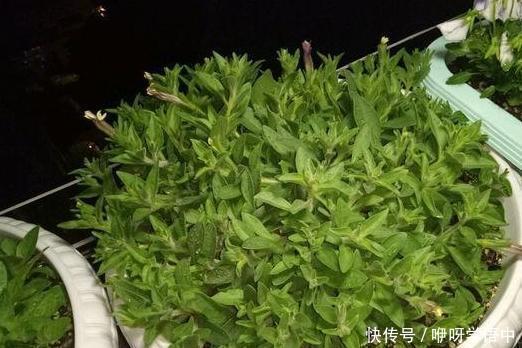 阳台上|3种“掐头花”,娇生惯养不成器,天天修理它,月月爆花球