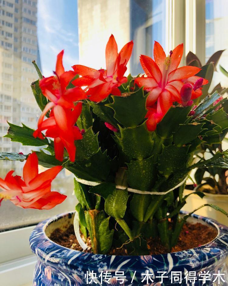 养护|适合居家养护的几款花卉,不闻不问,也能开花五彩缤纷