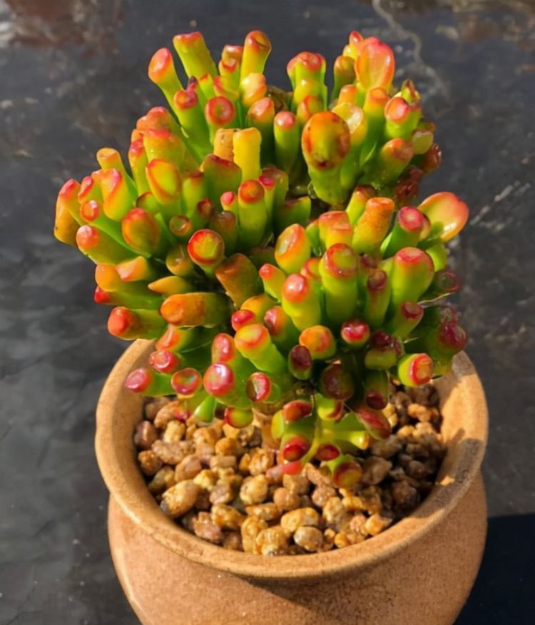 4种寓意美好的多肉，好养好看又吉祥，对待新手很友好