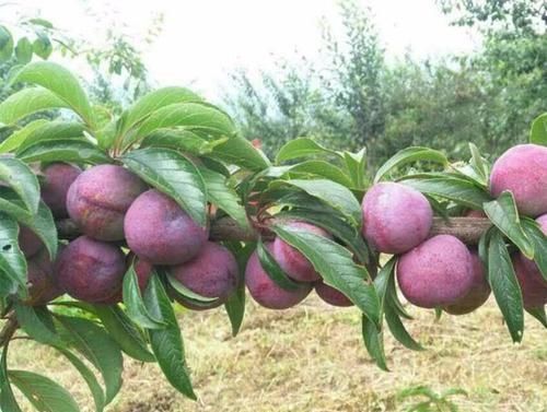 降压|人到中年要会吃，常吃三种食物，降压减脂，抗衰老，早吃早好