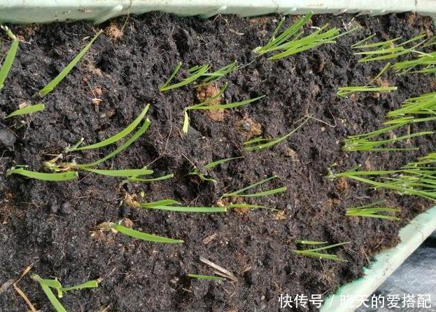 饮料瓶|谁说养花一定要用花盆,空酒瓶、饮料瓶、罐头瓶秒变养花神器!