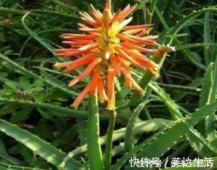 6种花,随便养一盆,空气清新“病菌”少!我就养6盆,对家人好!