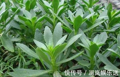 千金|你家地里若有“3种菜”,给千金也别换,关键时刻能救命