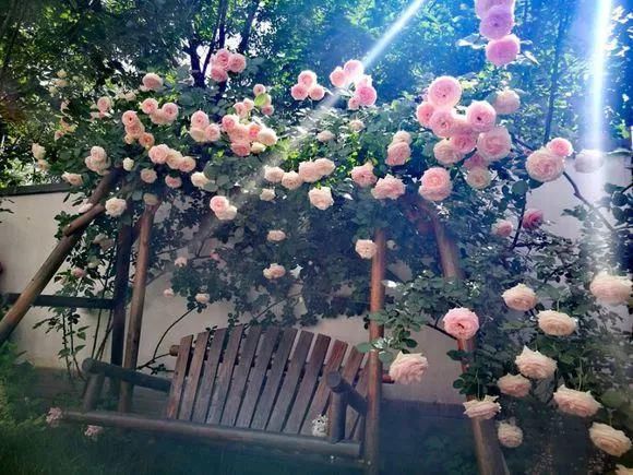 3种爬藤花是“开花大王”，阳台养几盆，半年成花墙！