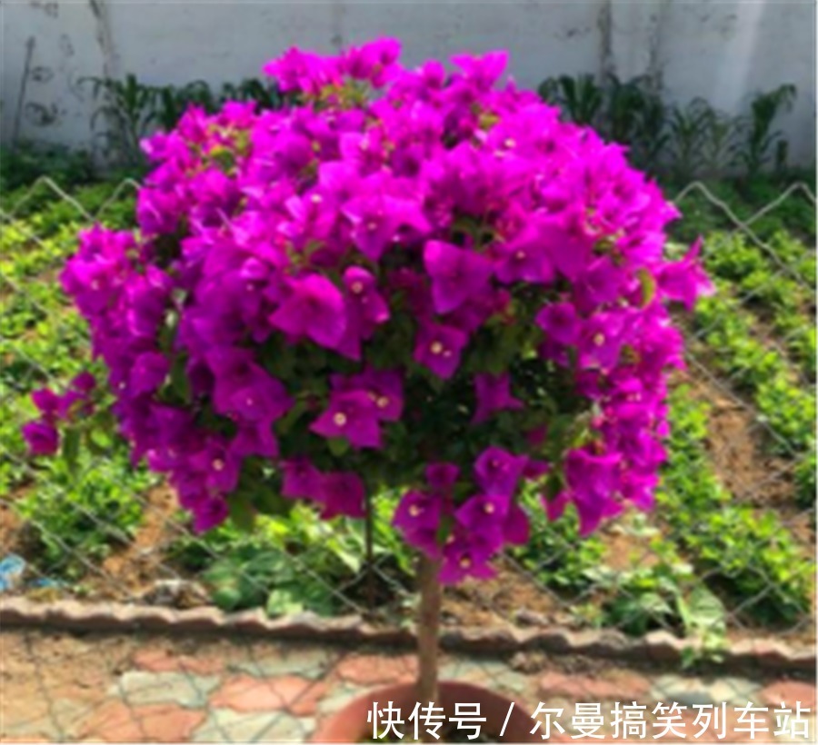 最怕积水的4种“开花之王”,懒人养护开花多,学会了四季有花赏