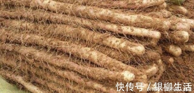 良心菜贩子的建议：要买到好山药，这3种不要碰，千万别浪费钱