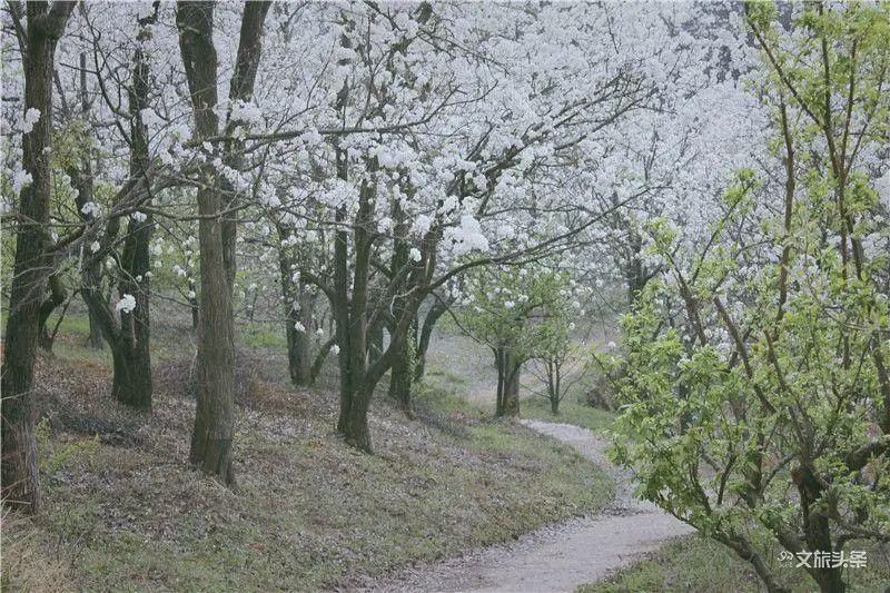 天青色等烟雨，我在个旧加级寨梨花谷等你……