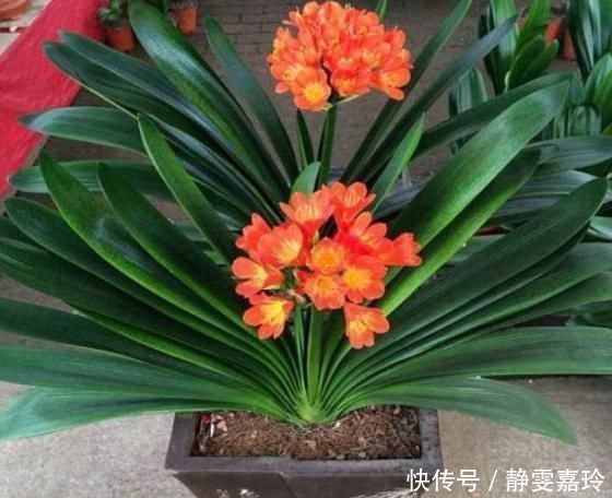 黄豆、豆渣养花有“技巧”，这样处理一下，效果比花肥强，很实用