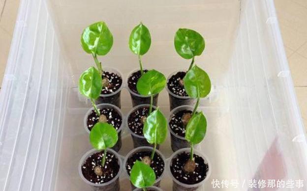 保证|喜欢在家养花?学会3条管理经验,保证啥花都能轻松养好