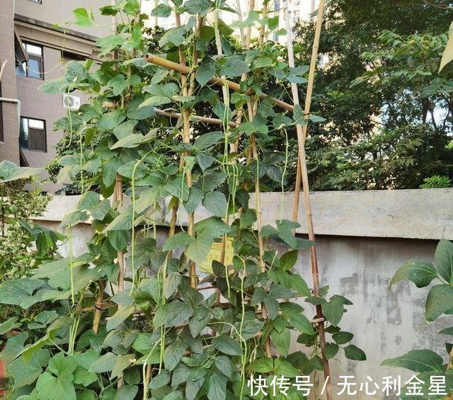 矾根|为了300㎡露台花园，毫不犹豫买了这房子，在城市屋顶过上田园生活！