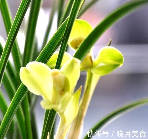 兰花浇水普通又关键，掌握这些，不烂根不闭花，植株挺拔生长快