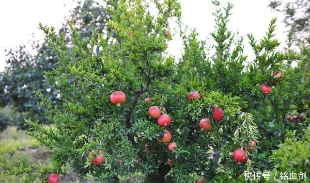 如果我家有院子,我就养树,花和菜都靠边,什么都不如种树好!