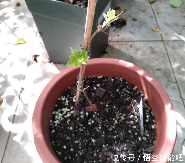 花一变这样，就是休眠了，赶紧换个地方养！花一变这样，就是休眠了，赶紧换个地方养！