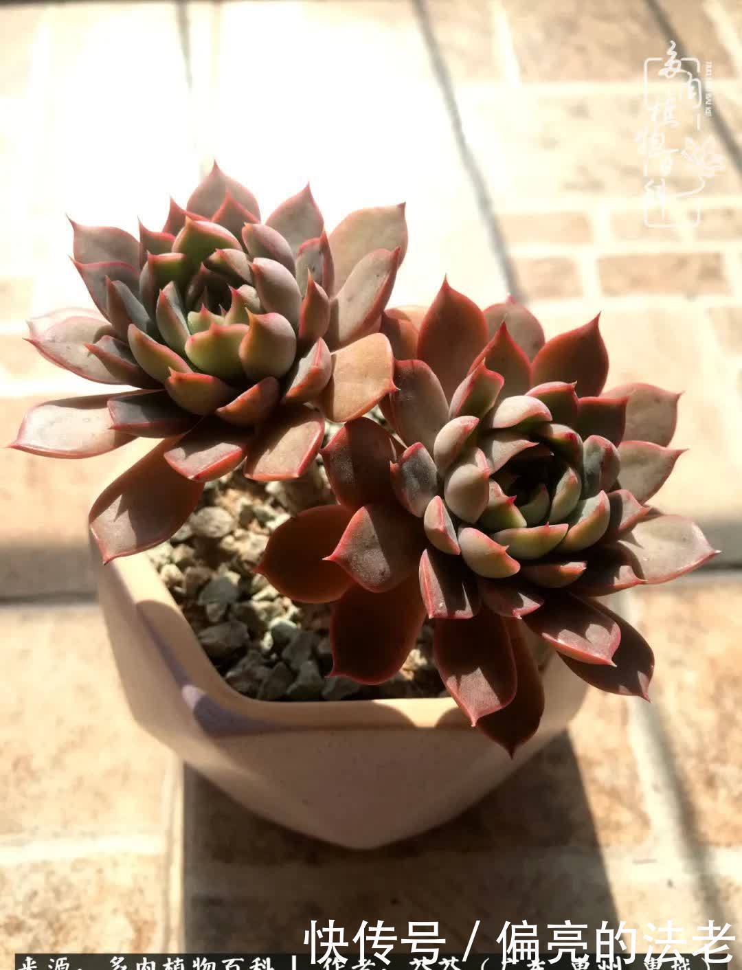 养花|一种爱好就是一种境界,养花养多肉可以培养一个人的心境!