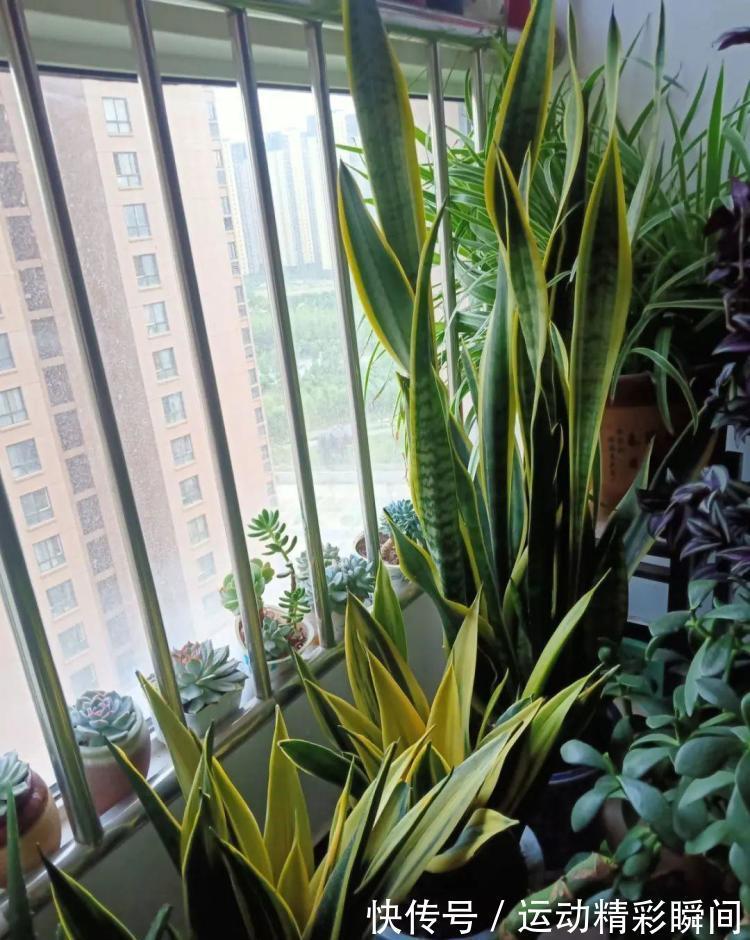 天冷需要多晒的“8种花”,有些还要“断粮少水”,不然熬不过冬