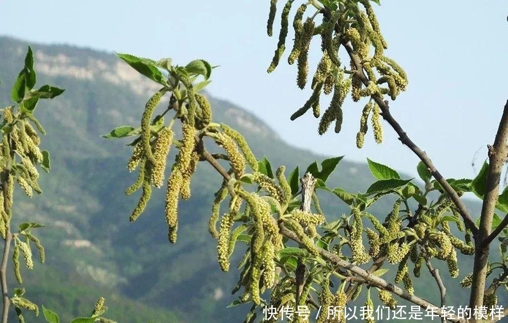 這種樹上野菜,兒時一摘數十斤,上鍋一蒸就是美味,城里很難買到