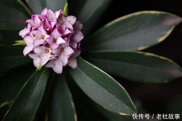 金边瑞香的栽培方法有哪些,如何养护金边瑞香呢