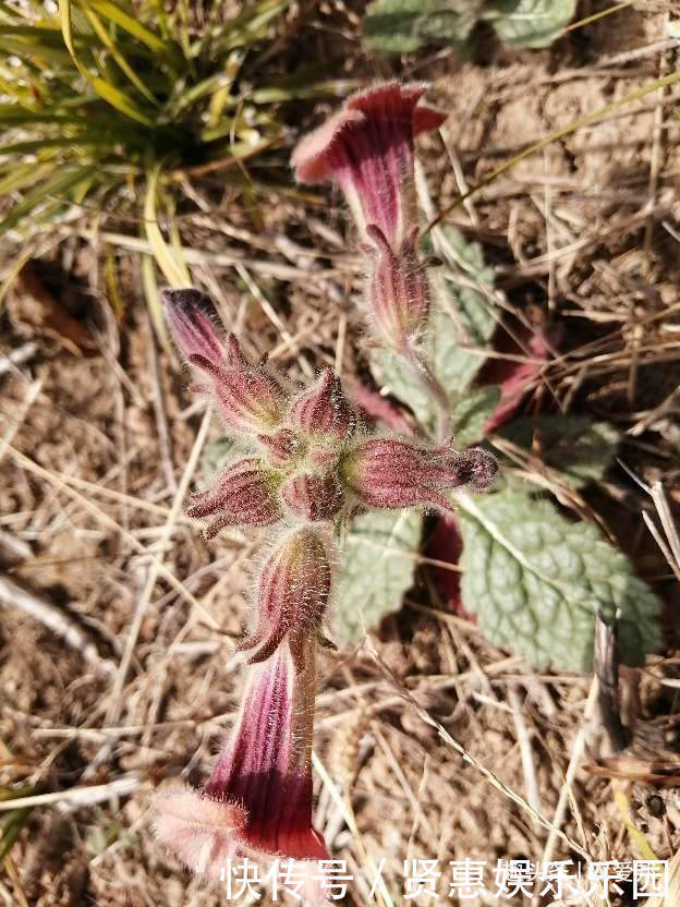 一种“喝”起来甜的花,地上是“草”地下是“宝”如今不多见了!