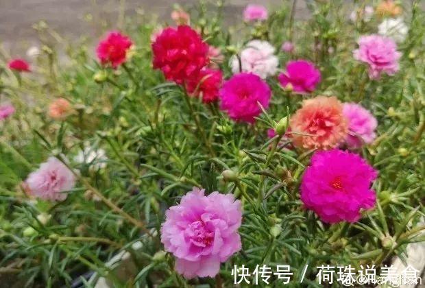 太阳花|这花枝条剁8段,沾土就能活,3天生根7天开花!