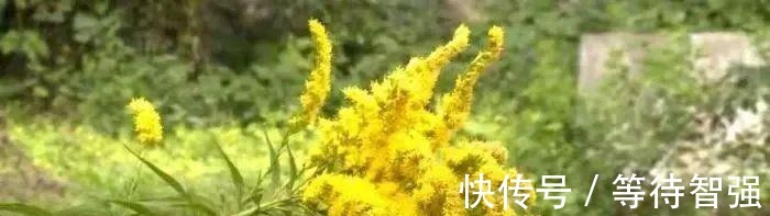 湖北发现“生态杀手”，加拿大一枝黄花耐旱，为何不在沙漠种植