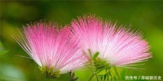 闺怨!白居易李商隐陆游,合欢花诗各一首,看看他们诗作之间深沉的关联