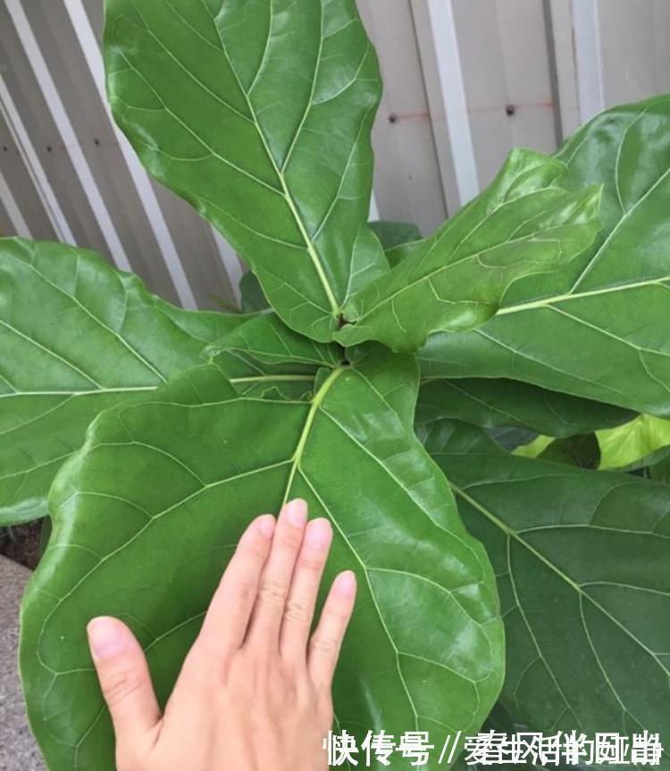 养花|聪明人客厅养花,首选“6种”盆栽,好养好看,家人身体越来越好