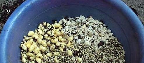 养君子兰不开花“年龄”到了,“冻”一下“热”一下,盆盆开爆