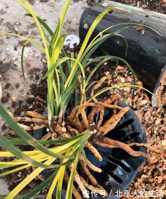 蕙兰|养“惠兰”最省心,30天浇次水,叶子绿油油,花期长达60天