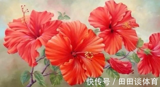 三种正能量的花,寓意极好家人兴旺,喜欢赶紧养一盆!